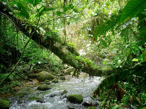 Curacã: En berättelse om kärlek, förvandling och den brazilianska regnskogen!