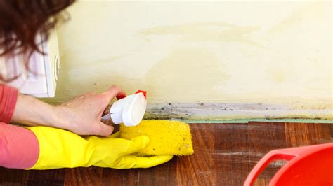 How to Remove Mould from Walls Without Damaging Paint: A Discussion on the Intersection of Cleanliness and Creativity