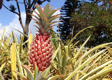 What to Do with Furniture You Don't Want: And Why Pineapples Might Be the Answer